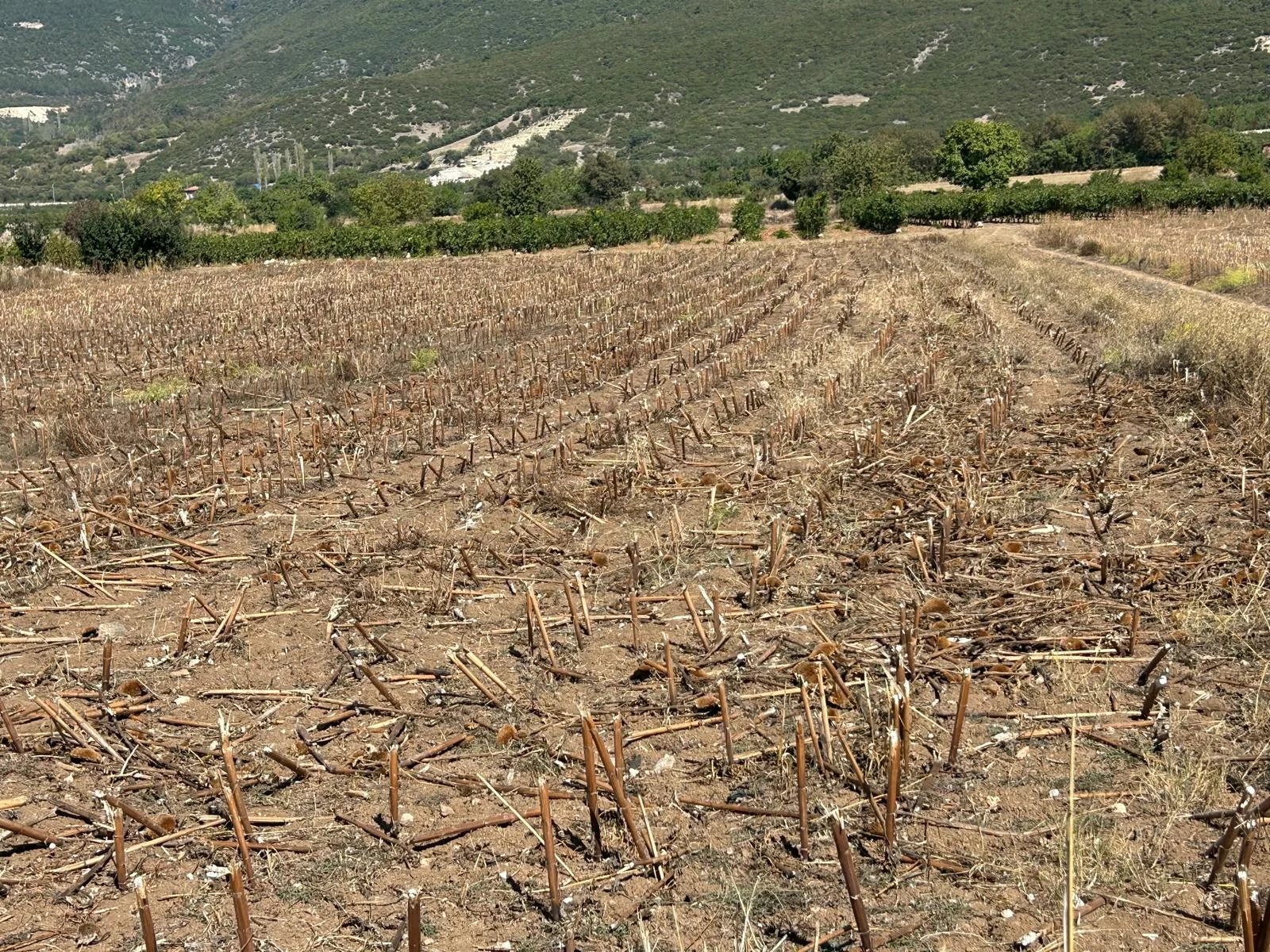 Erbaa Doğanyurt köyünde Satılık  tarla - Resim 5