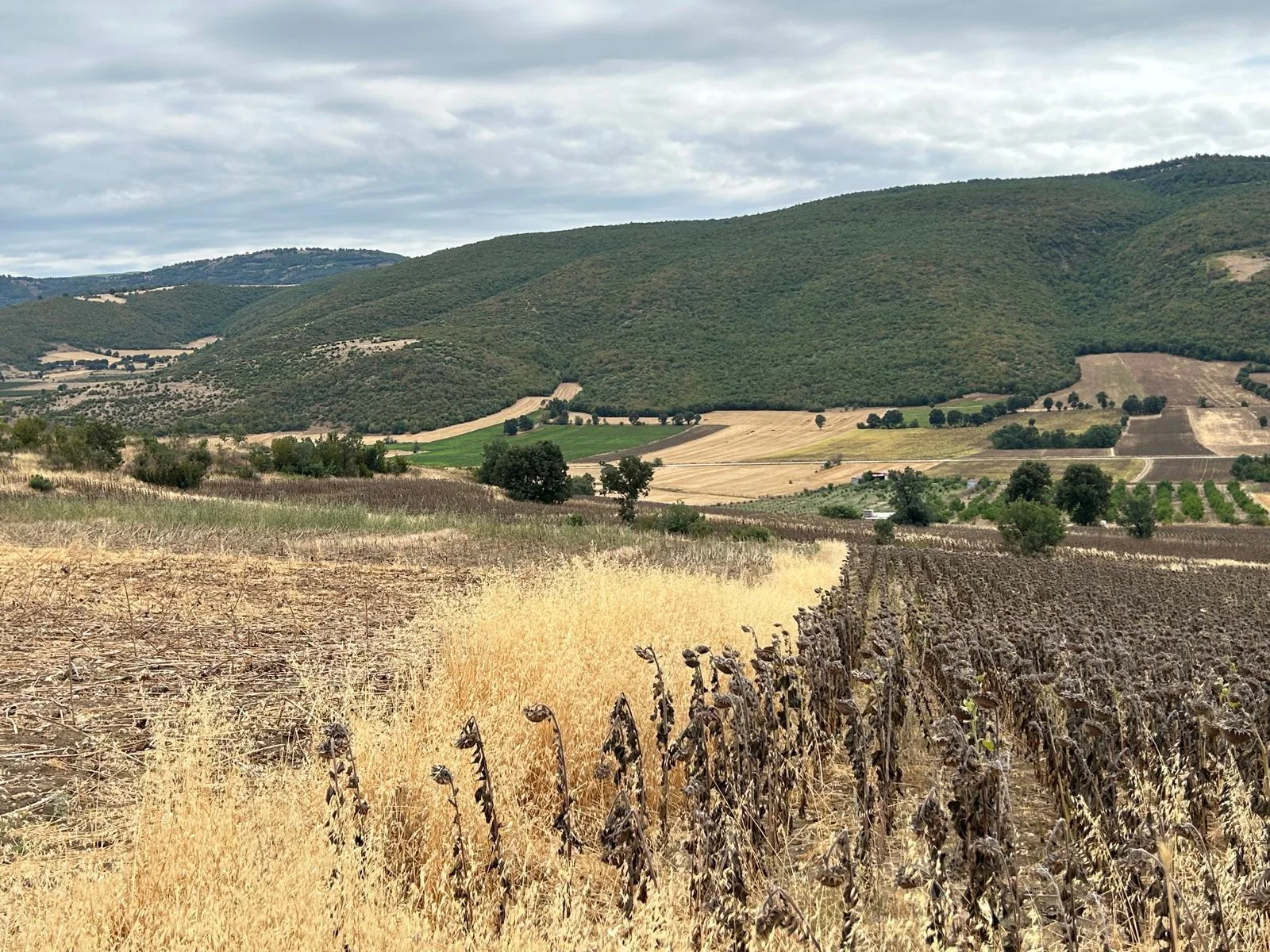 Erbaa Değirmenli köyünde 8136 m2 satılık tarla - Resim 19