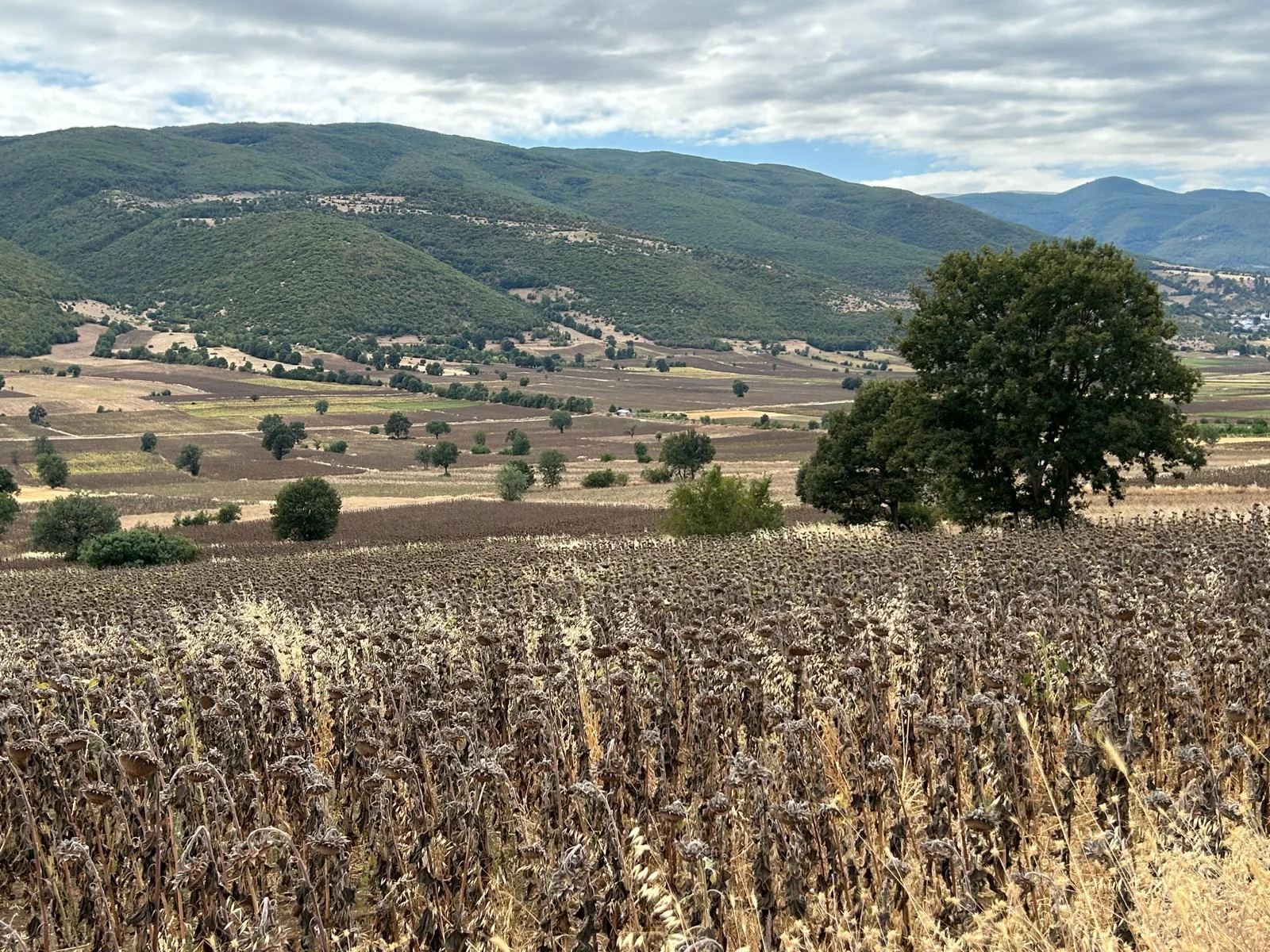 Erbaa Değirmenli köyünde 8136 m2 satılık tarla - Resim 21