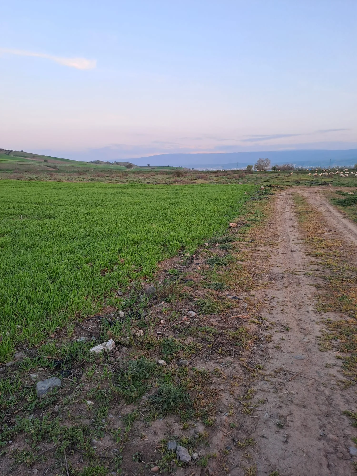 ERBAA KARAYAKA BÖLGESİNDE 9733M2 TARLA - Resim 1